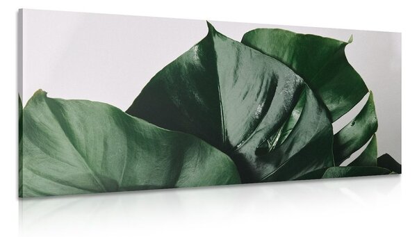 Quadro su tela – Foglia di monstera