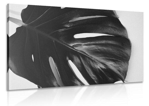 Quadro su tela – Foglia di monstera in bianco e nero