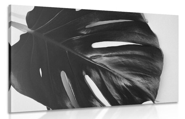 Quadro su tela – Foglia di monstera in bianco e nero