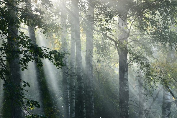Stampa su tela – Raggi di sole nel bosco nebbioso