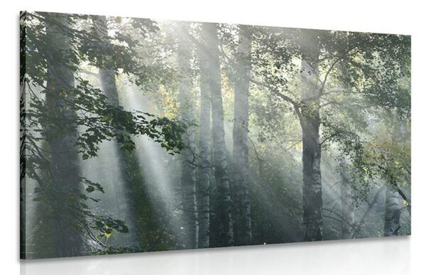 Stampa su tela – Raggi di sole nel bosco nebbioso