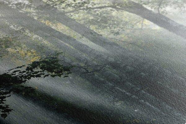 Stampa su tela – Raggi di sole nel bosco nebbioso