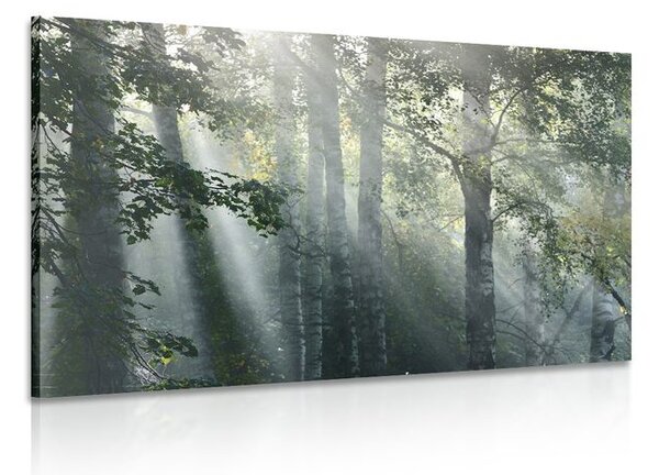 Stampa su tela – Raggi di sole nel bosco nebbioso