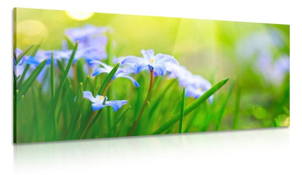 Quadro su tela – Fiori nel prato in primavera