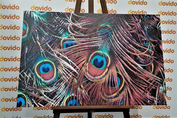 Quadro su tela – Piuma di pavone