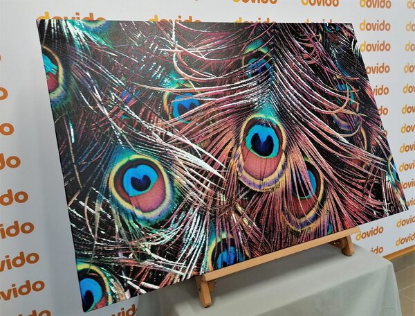 Quadro su tela – Piuma di pavone