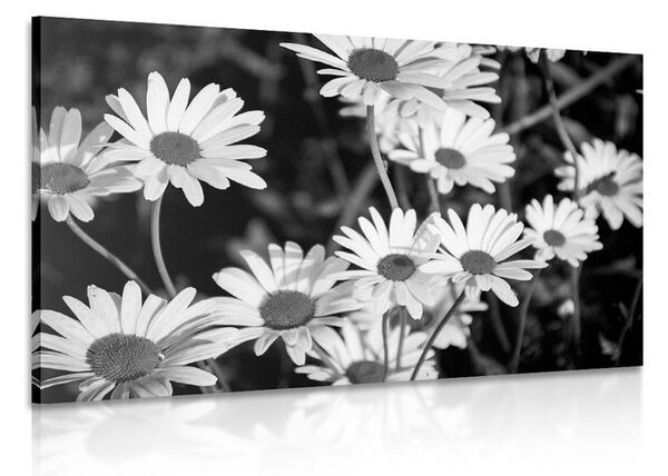 Stampa su tela – Margherite in giardino in bianco e nero