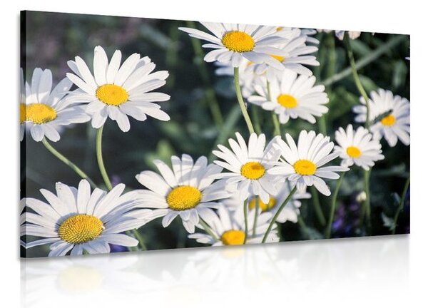 Quadro su tela – Margherite in giardino