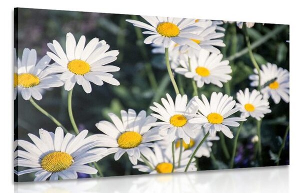 Quadro su tela – Margherite in giardino