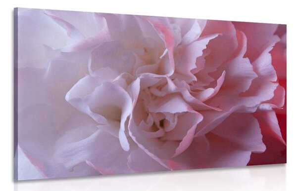 Quadro su tela – Petali di garofano
