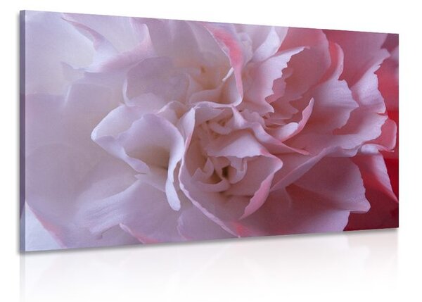Quadro su tela – Petali di garofano