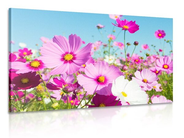 Quadro su tela – Prato di fiori primaverili