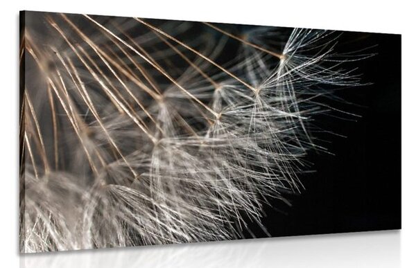 Quadro su tela – Bellezza del soffione
