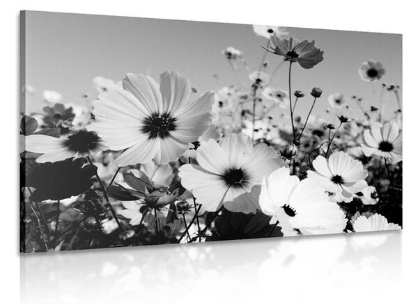 Stampa su tela – Prato di fiori primaverili in bianco e nero