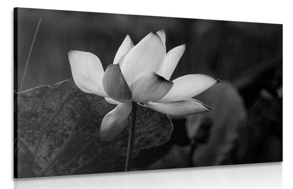 Stampa su tela – Fiore di loto delicato in bianco e nero