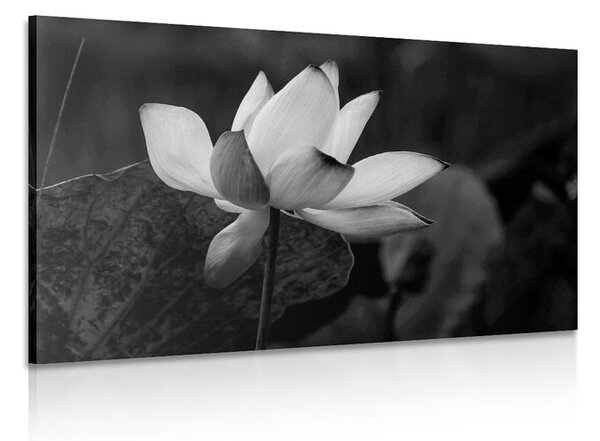 Stampa su tela – Fiore di loto delicato in bianco e nero