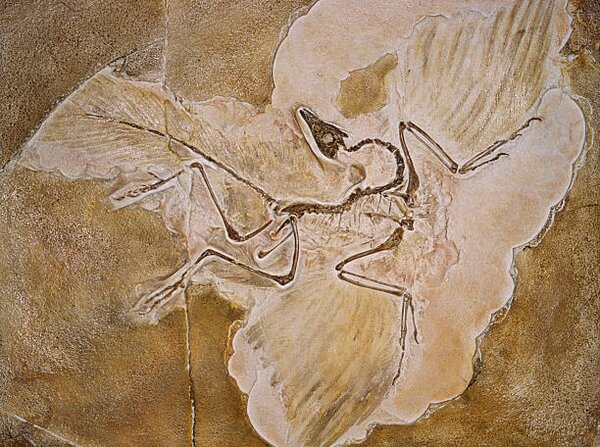 Illustrazione Archaeopteryx Lithographica Fossil, Naturfoto Honal