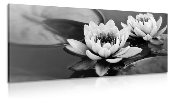 Stampa su tela – Fiore di loto nel lago in bianco e nero