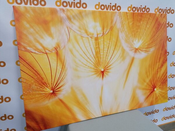Quadro su tela – Soffione in splendida esecuzione