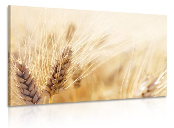 Quadro su tela – Campo di grano