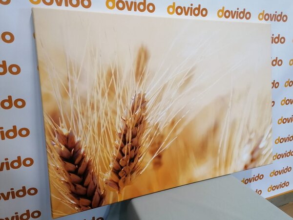 Quadro su tela – Campo di grano