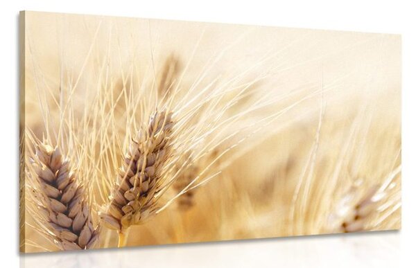 Quadro su tela – Campo di grano