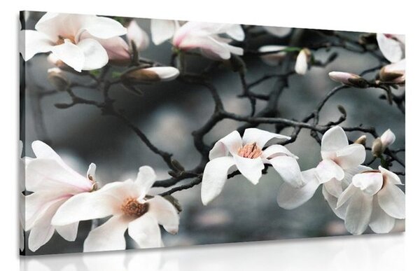 Quadro su tela – Magnolia che si risveglia