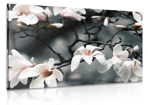 Quadro su tela – Magnolia che si risveglia