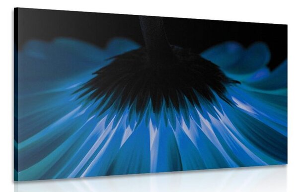 Quadro su tela – Gerbera blu su sfondo scuro