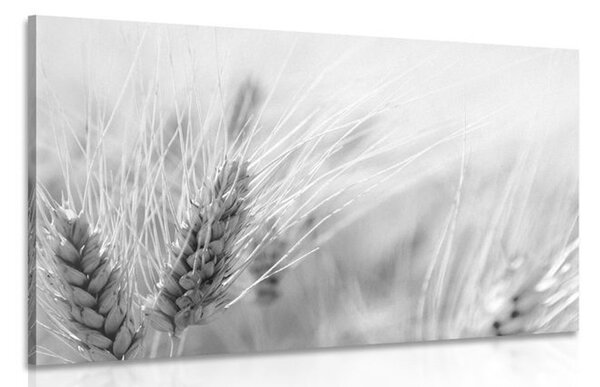 Stampa su tela – Campo di grano in bianco e nero