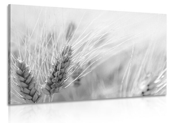 Stampa su tela – Campo di grano in bianco e nero