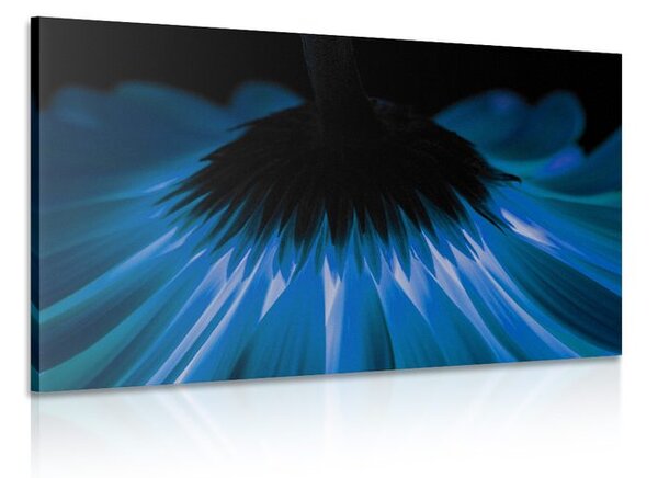 Quadro su tela – Gerbera blu su sfondo scuro