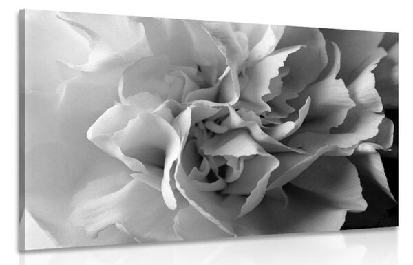 Stampa su tela – Petali di garofano in bianco e nero