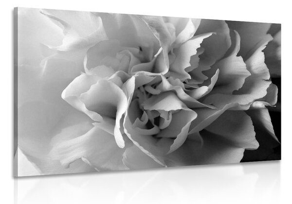 Stampa su tela – Petali di garofano in bianco e nero