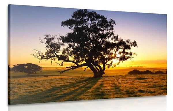 Quadro su tela – Albero solitario al tramonto