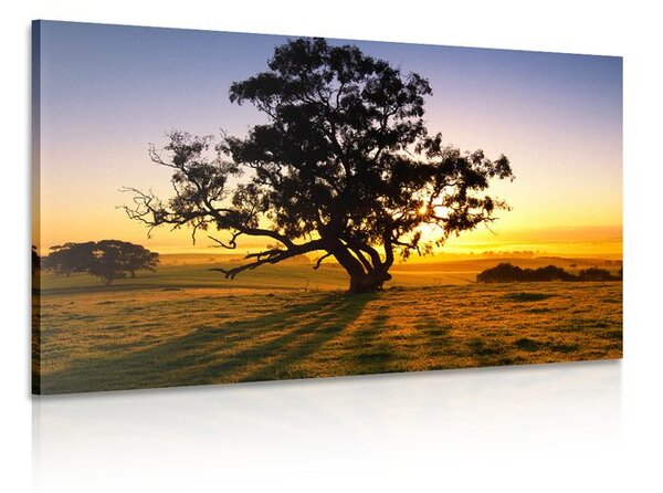Quadro su tela – Albero solitario al tramonto