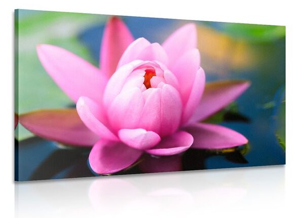 Quadro su tela – Splendido fiore rosa sul lago