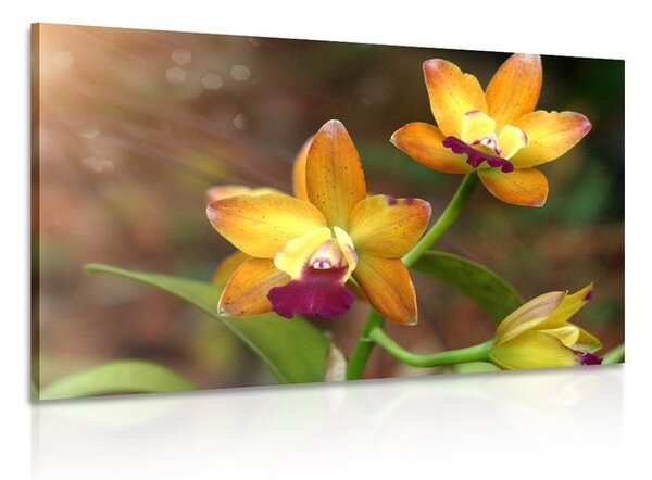 Stampa su tela – Orchidea arancione
