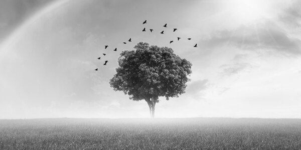 Stampa su tela – Albero solitario nel prato in bianco e nero