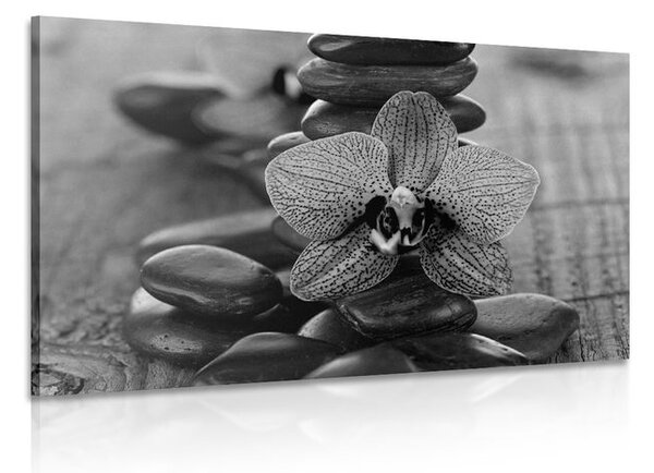 Stampa su tela – Orchidea e pietre Zen in bianco e nero