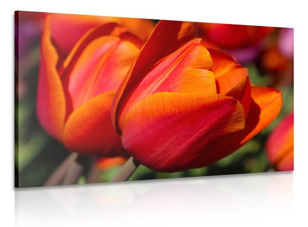 Quadro su tela – Tulipani meravigliosi sul prato