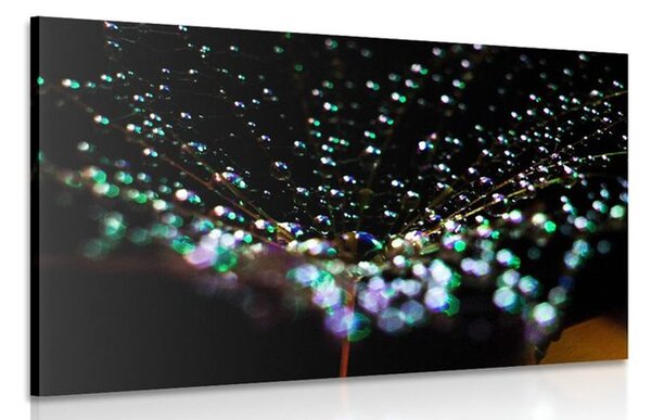 Quadro su tela – Gocce d'acqua su dente di leone