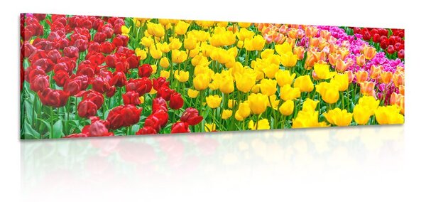 Stampa su tela – Giardino pieno di tulipani