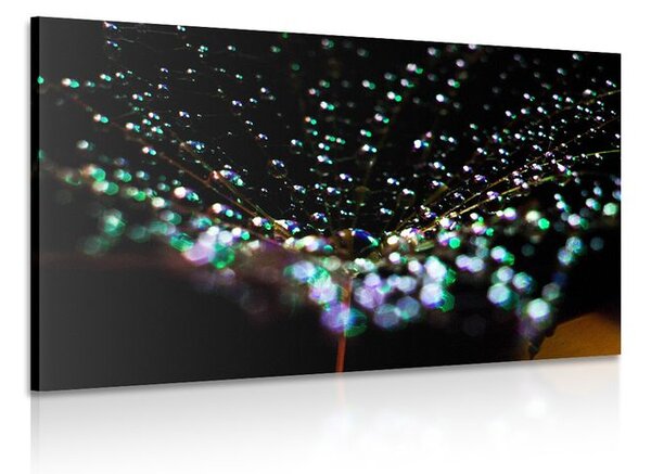 Quadro su tela – Gocce d'acqua su dente di leone