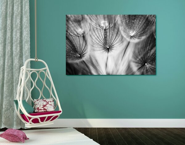 Quadro su tela – Soffione in bianco e nero