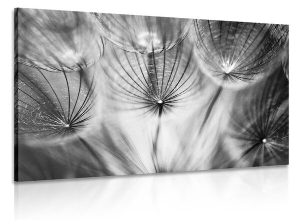 Quadro su tela – Soffione in bianco e nero