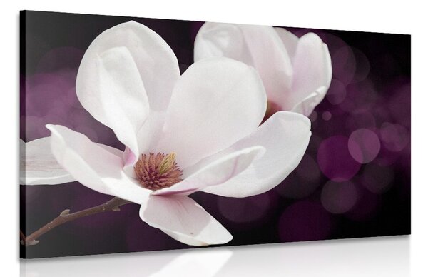 Quadro su tela – Fiore di magnolia su sfondo astratto