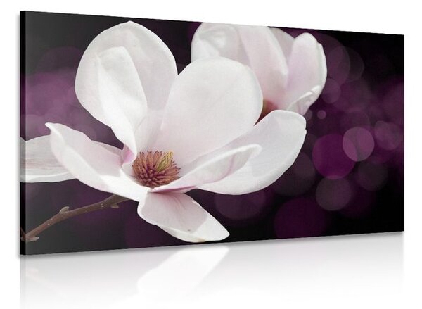 Quadro su tela – Fiore di magnolia su sfondo astratto