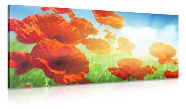 Quadro su tela – Papavero sul prato