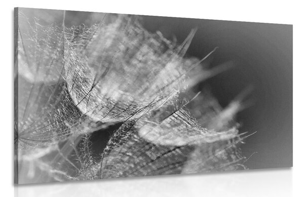 Stampa su tela – Macro soffione in bianco e nero su sfondo